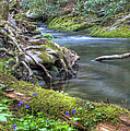 A Creek Side Hike