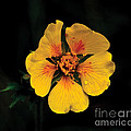 Avens Flower