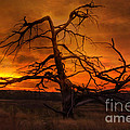 Fiery Sunrise