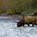 Bull Elk Crossing the River