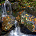 Fall Leaves