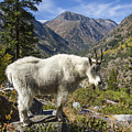 Mountain Goat Sentry